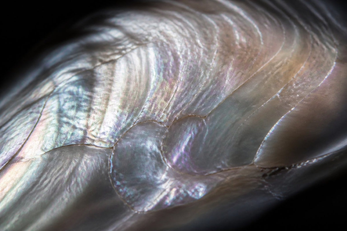 Macro of genuine mother of pearl showing natural iridescence and growth lines